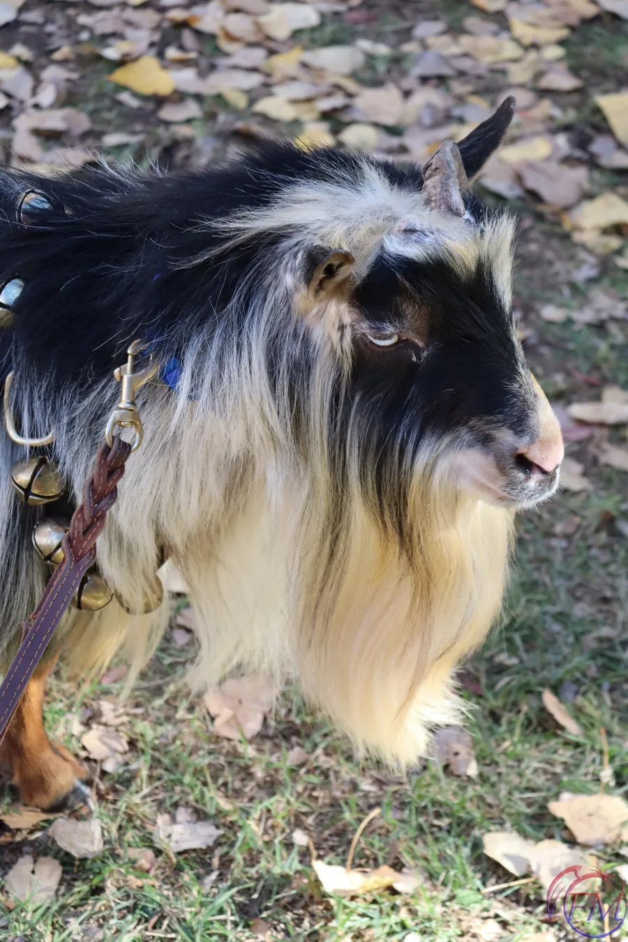 A long-haired black and white goat with a bell collar